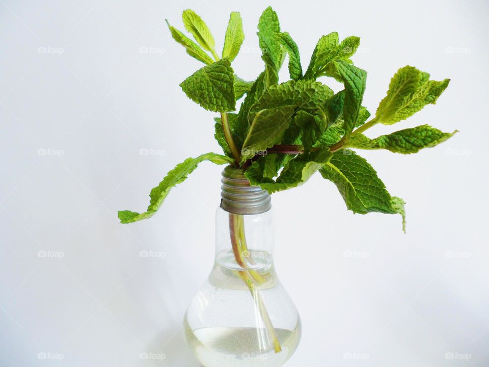 sprigs of mint