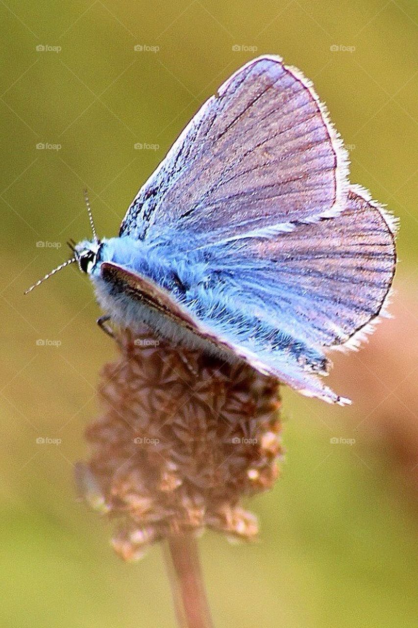 wings fluffy moth by eastegg18