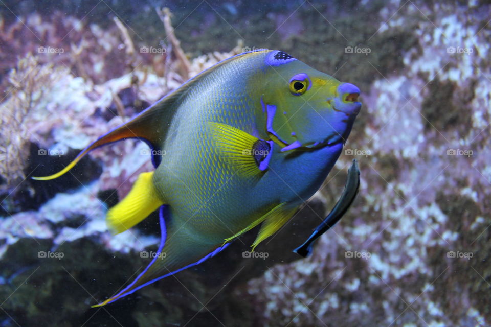 rainbow - fish