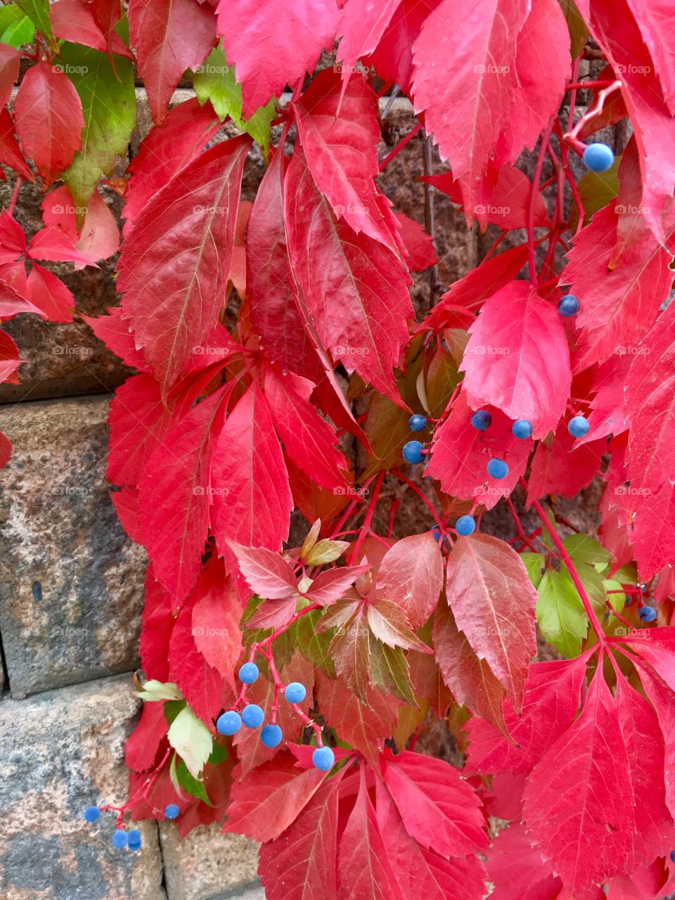 Red leaves with blue berries 