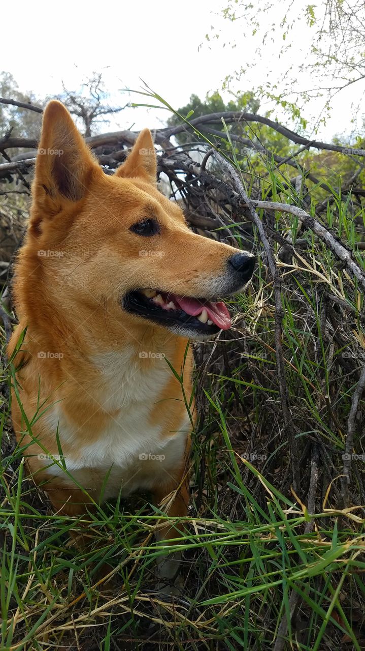 shiba inu Sheltie mix dog watching