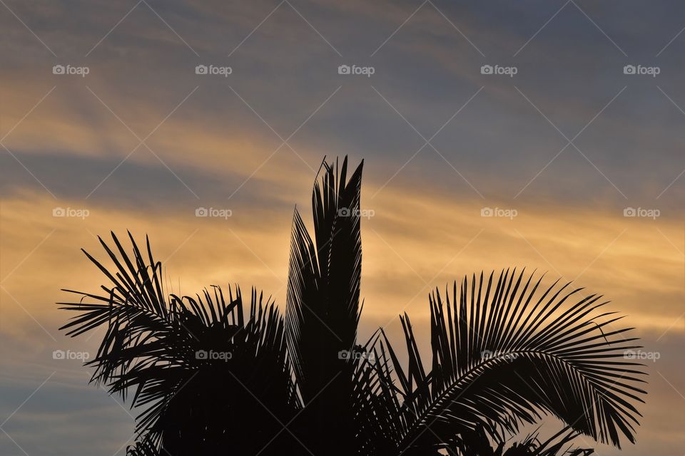 Palm tree in the evening/Palmeira no entardecer.