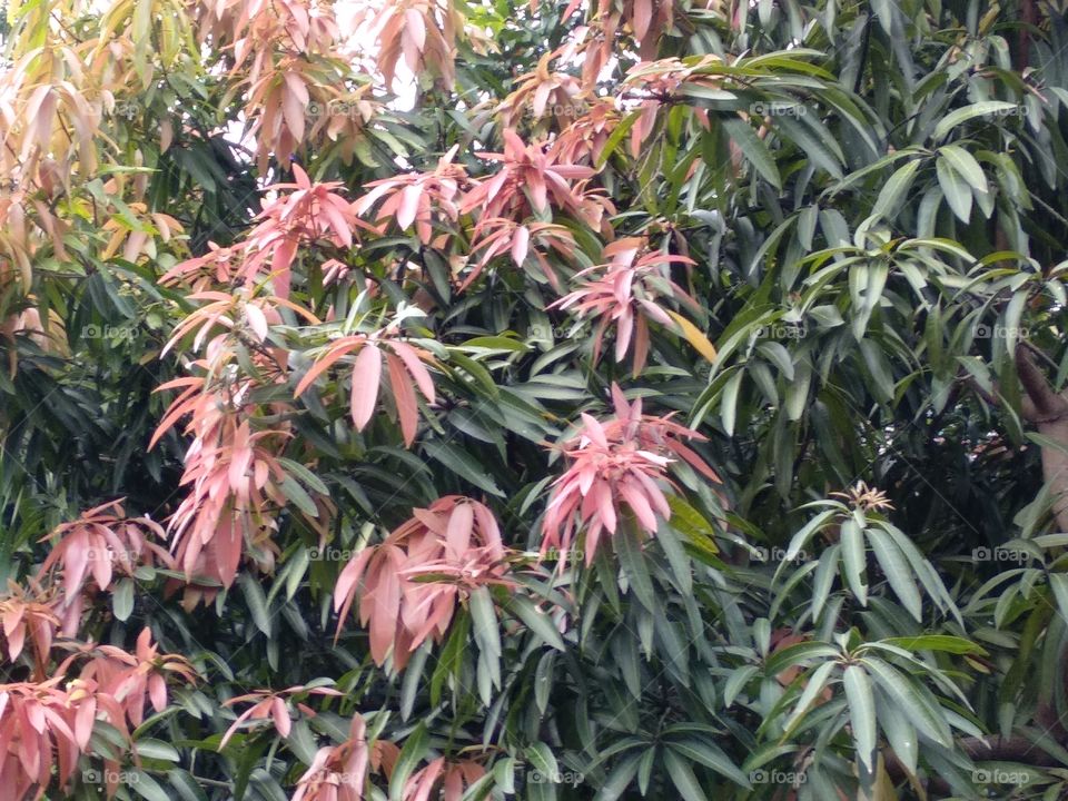 Face Of Mango Leaves