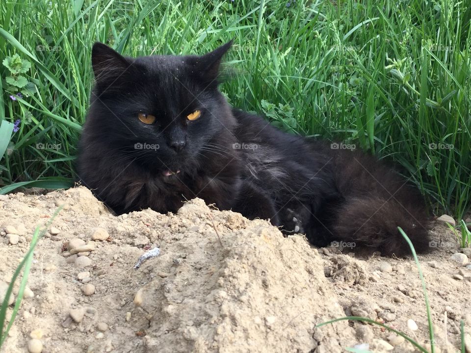 Alcor in the dirt