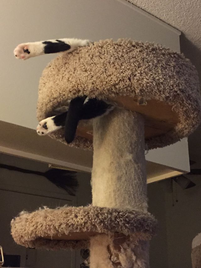 Cat comfortable 