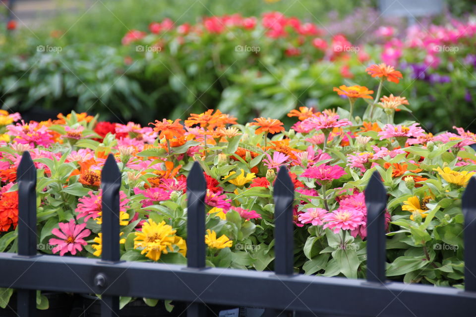 Nursery beauties