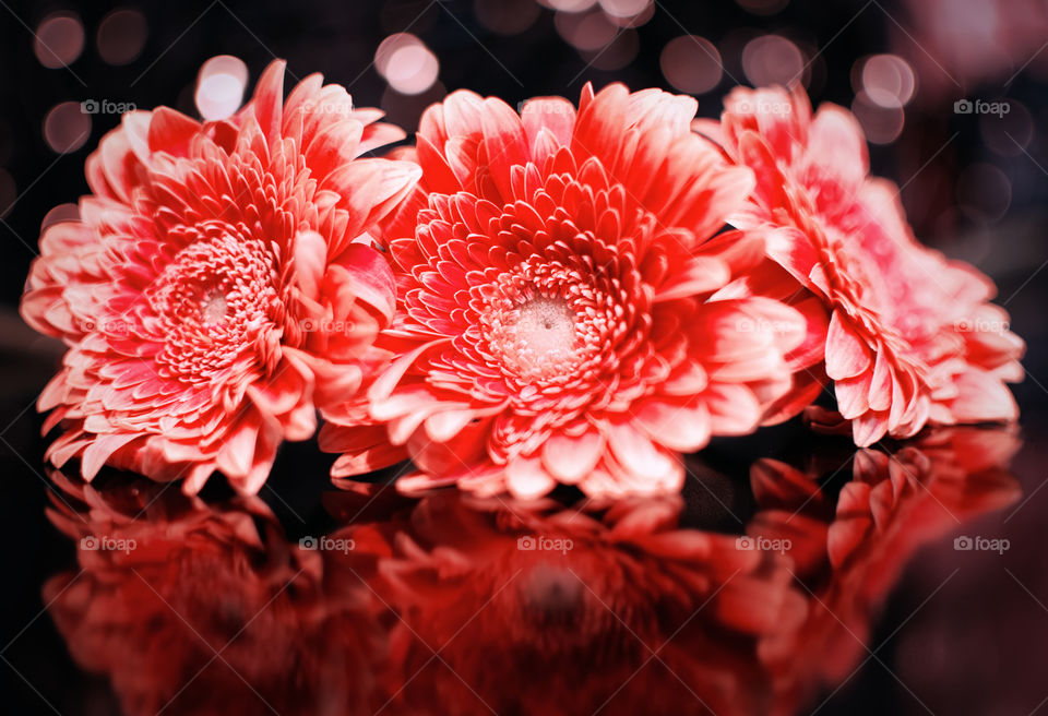 Red flowers