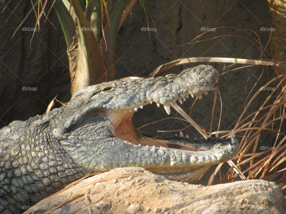 reptile crocodile yawn big mouth by KathOnEarth