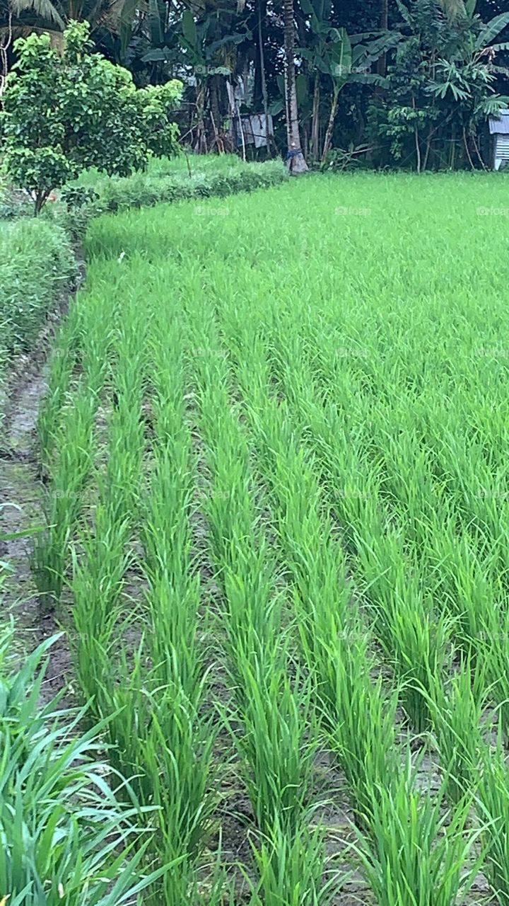 The most beautiful rice field
