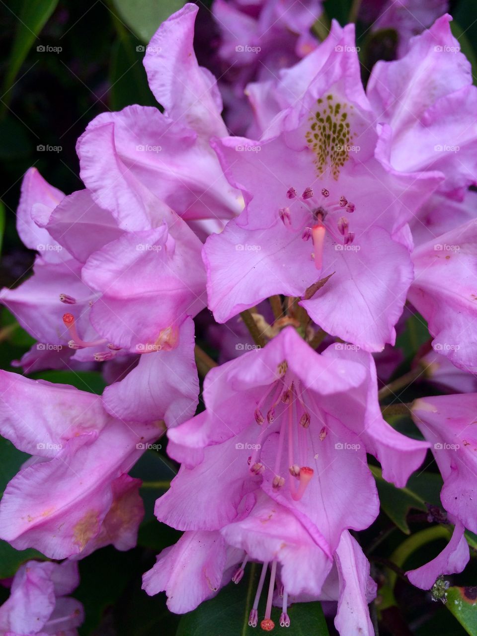 Rhododendron Flowers in the Arnold Arboretum 