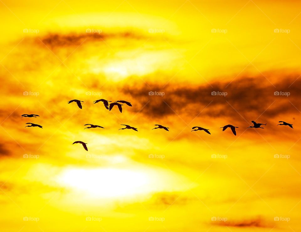 Yellow  sky - Birds flocks - new morning 