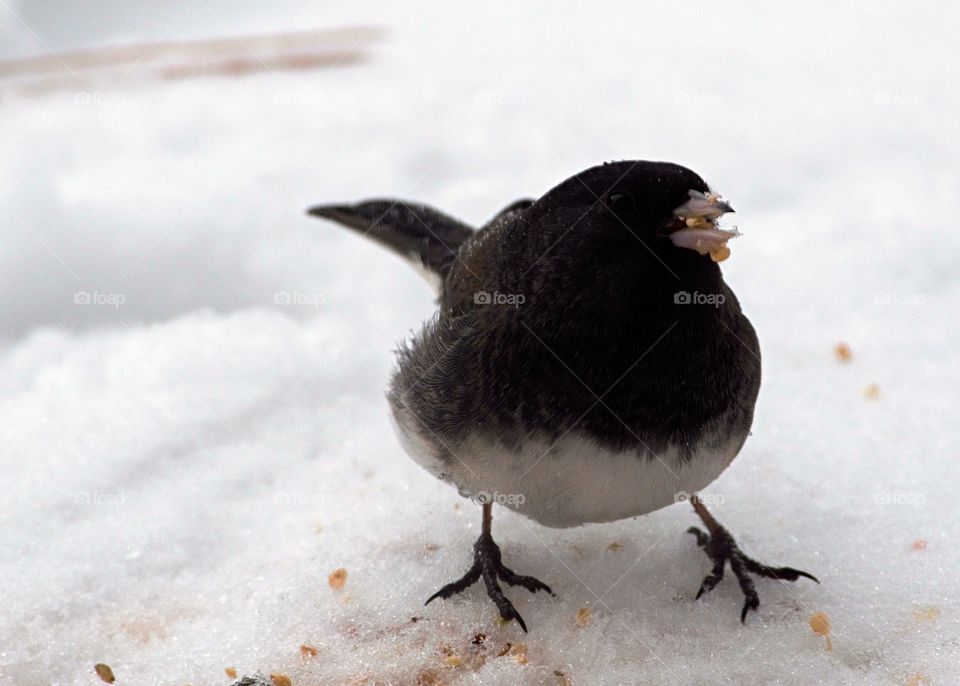 Close-up of a bird during winter