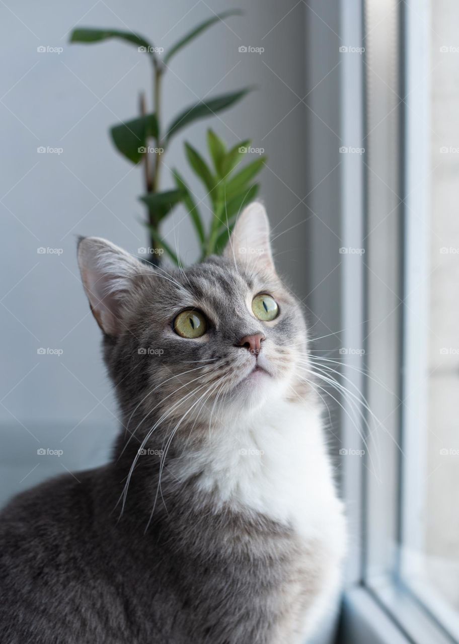 A cute gray cat is sitting on the windowsill by the window against the background of domestic plants. Portrait of a pet.