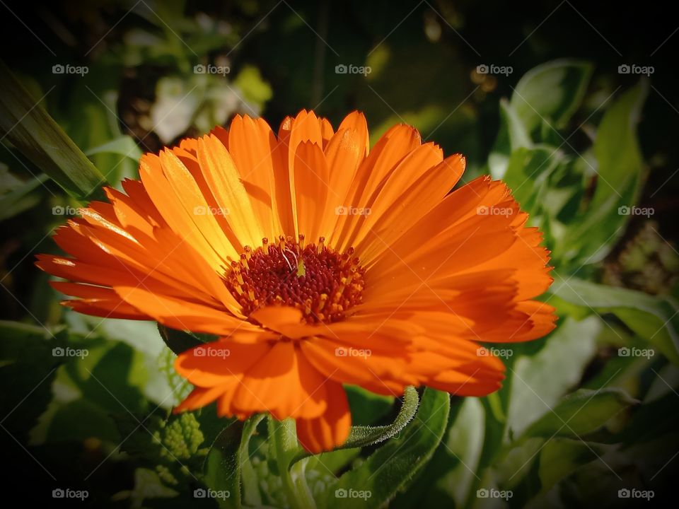 orange garden flower Calendula, with a bright pronounced aroma!