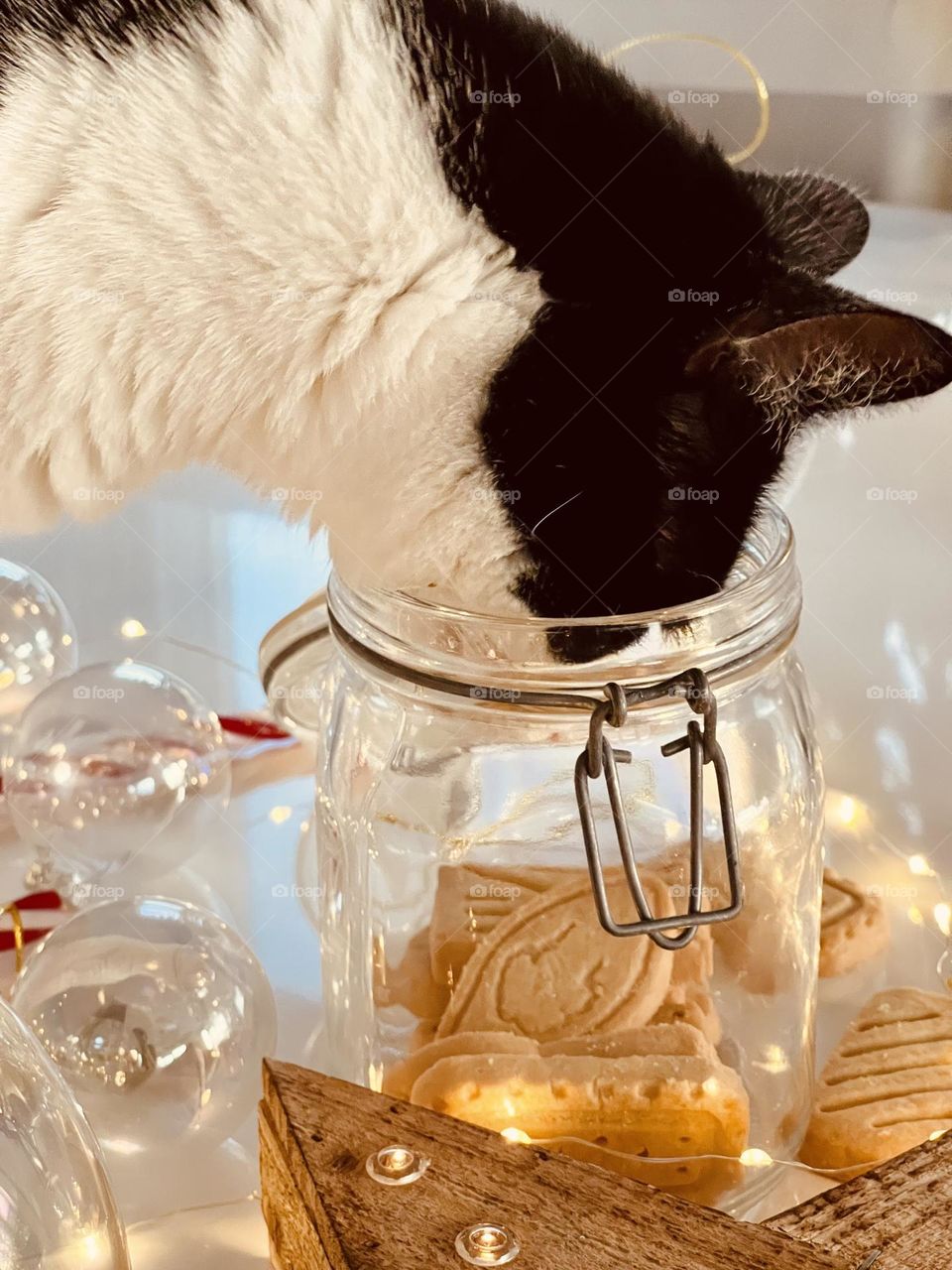 Tuxedo white and black cat smelling butter cookies inside a transparent glass jar, hand made Christmas cookies, freshly baked Christmas cookies