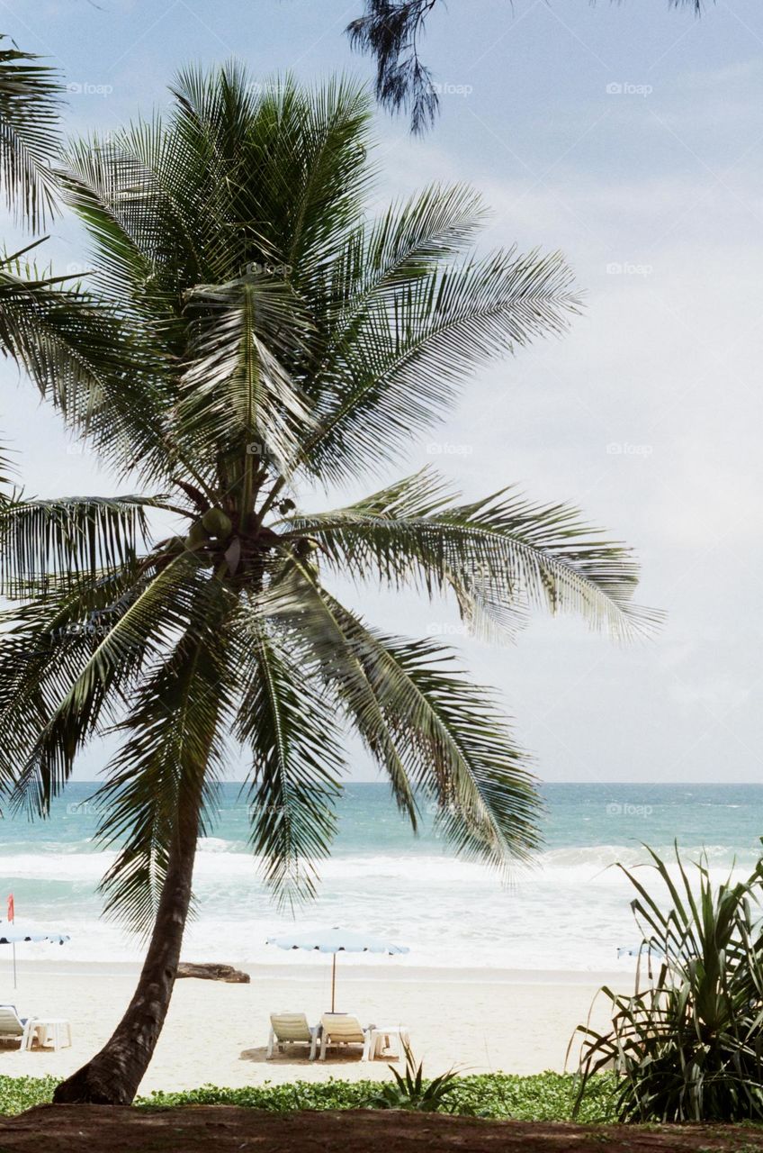 Palm tree near the sea 