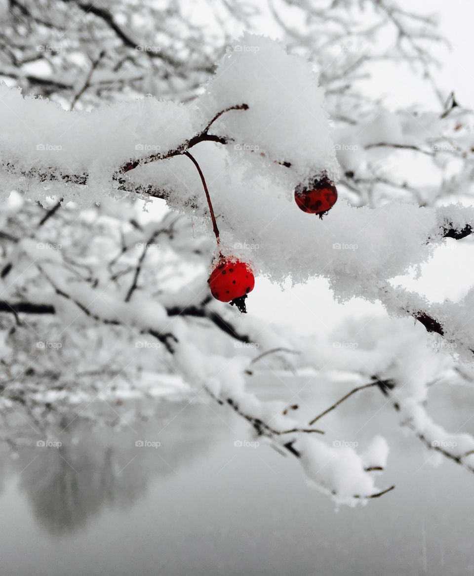 Snow covered red berries 