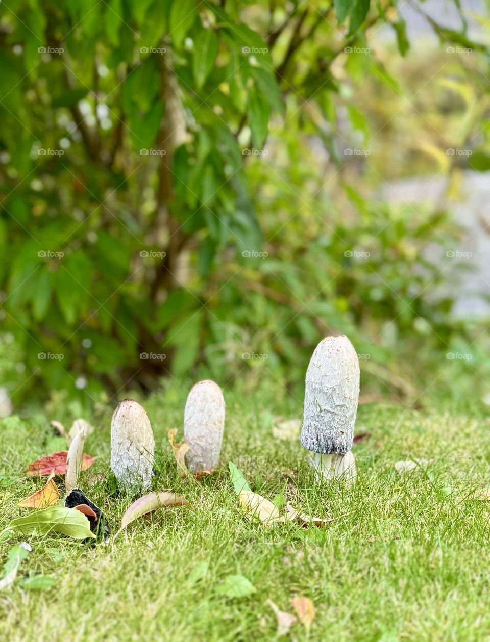 Mushrooms growing in the lawn