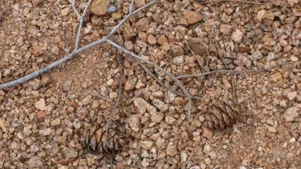 Two Pinecones