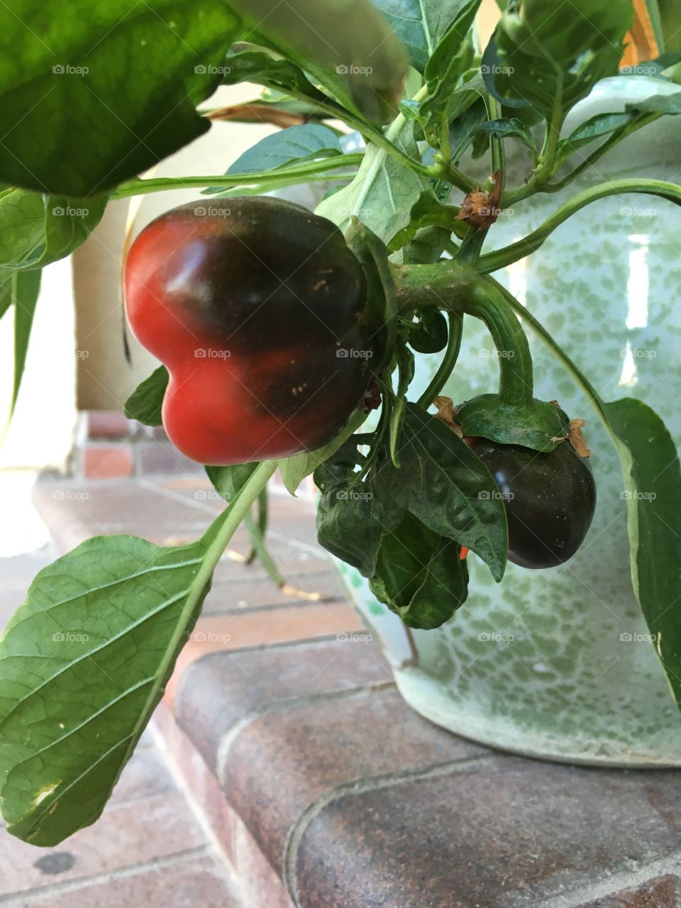 Home grown pepper