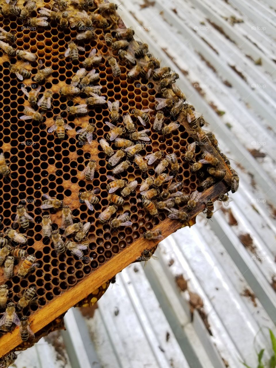 Bees and the hive