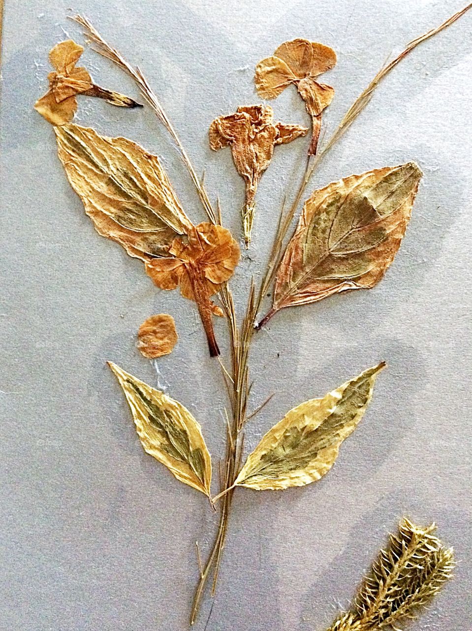 Dried flowers collage