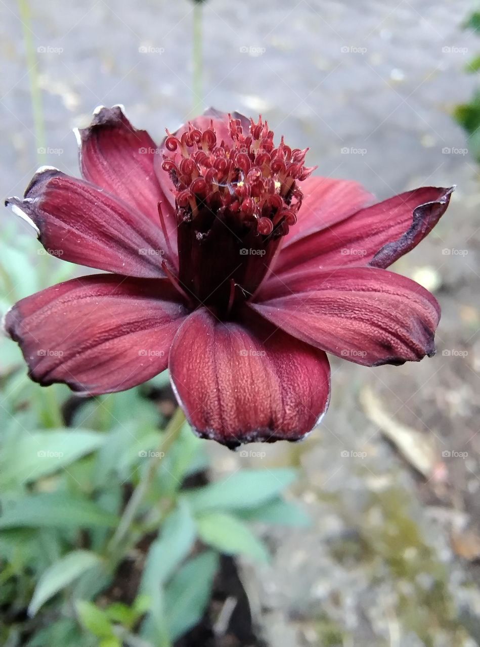 Blume in rote