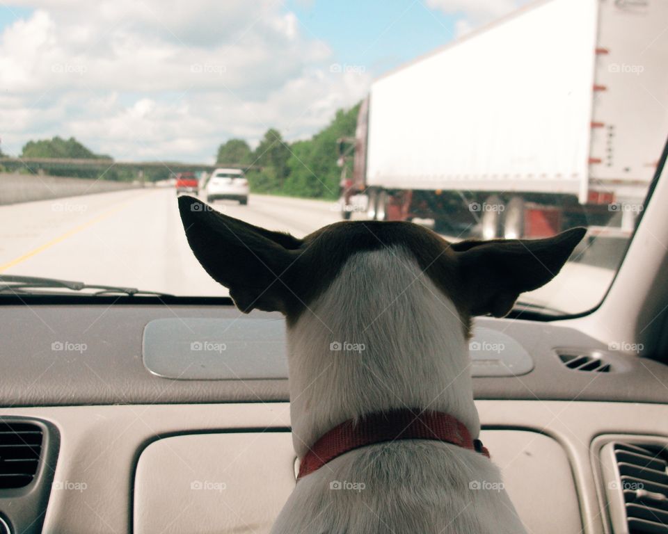 Road tripping. Dog watches cars 
