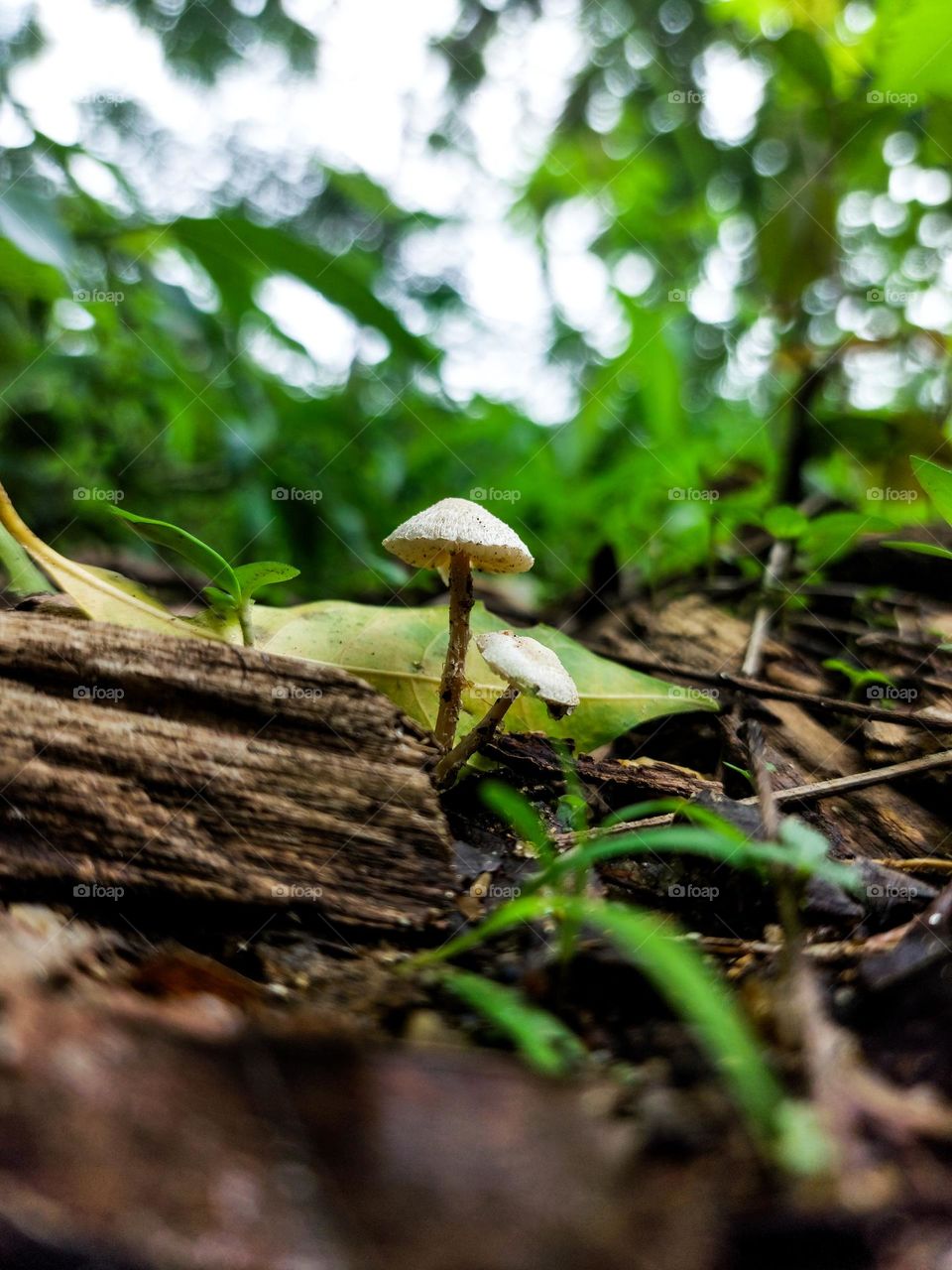 Fungi Fantasy: Nature's Miniature Worlds