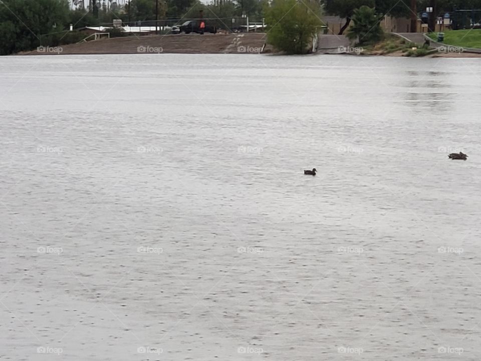 duck in the rain