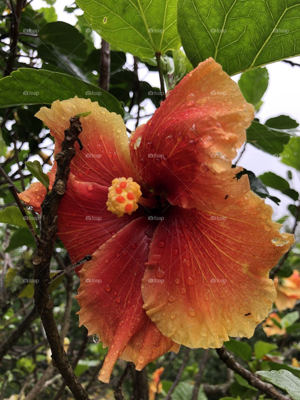 Hibisco. Brasil. Cores da natureza. 🌺