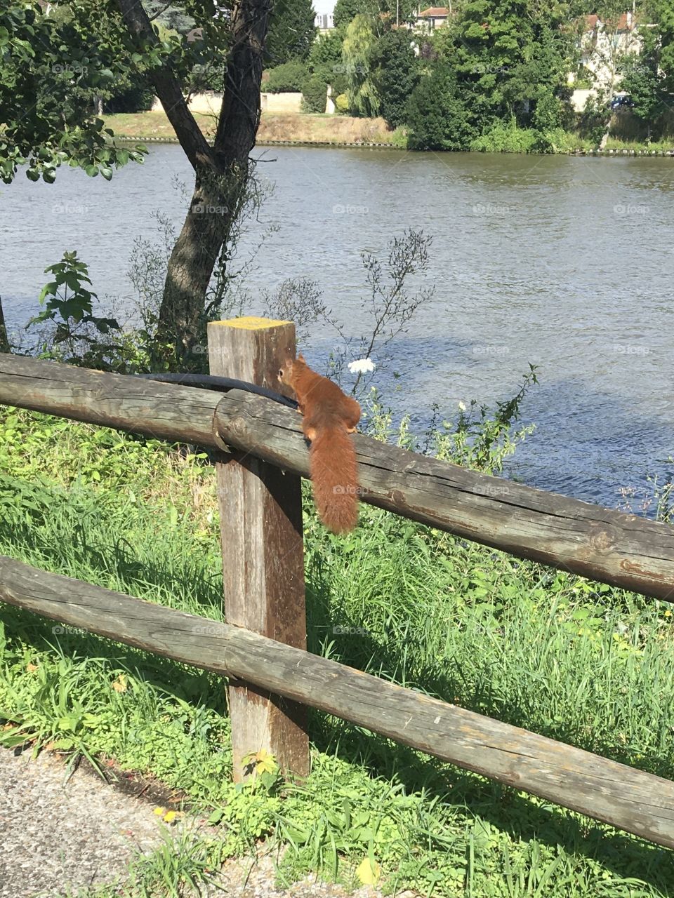 Curious squirrel surprised in its journey along river