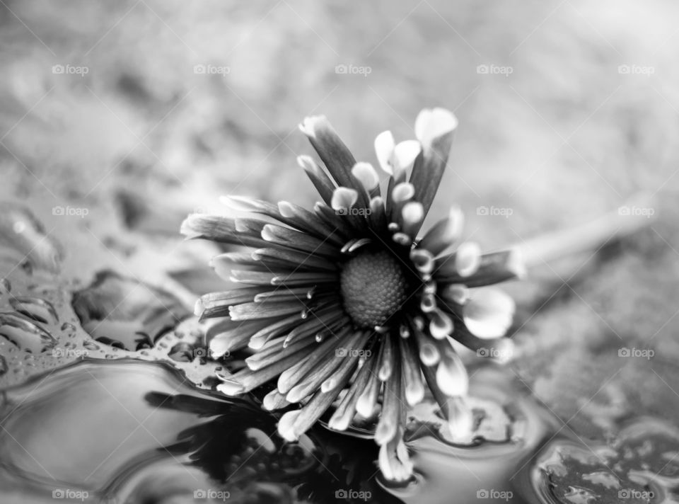 B&w flower water pooled up 