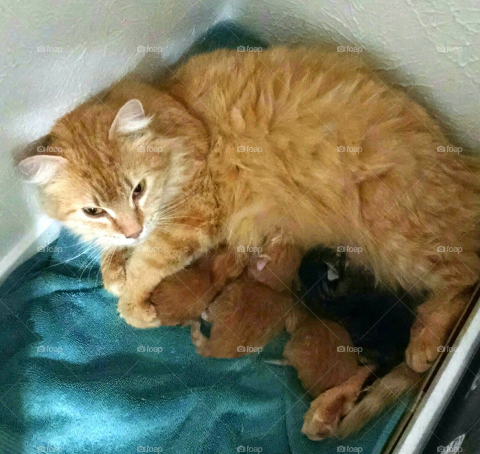 foster cat and kittens