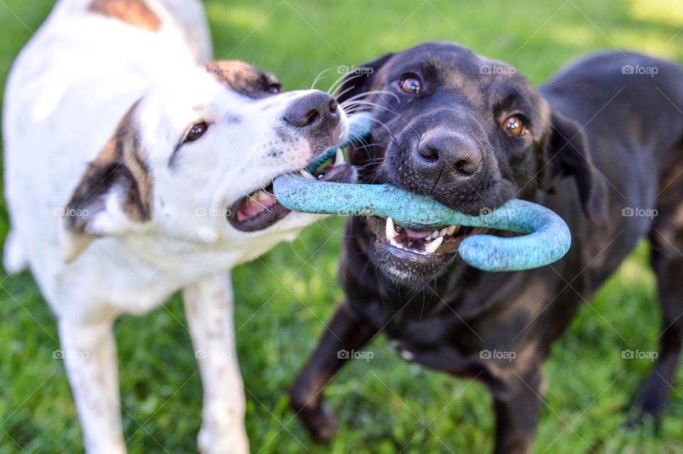 Two dogs playing with a tug of war toy outdoors on a bright summer day