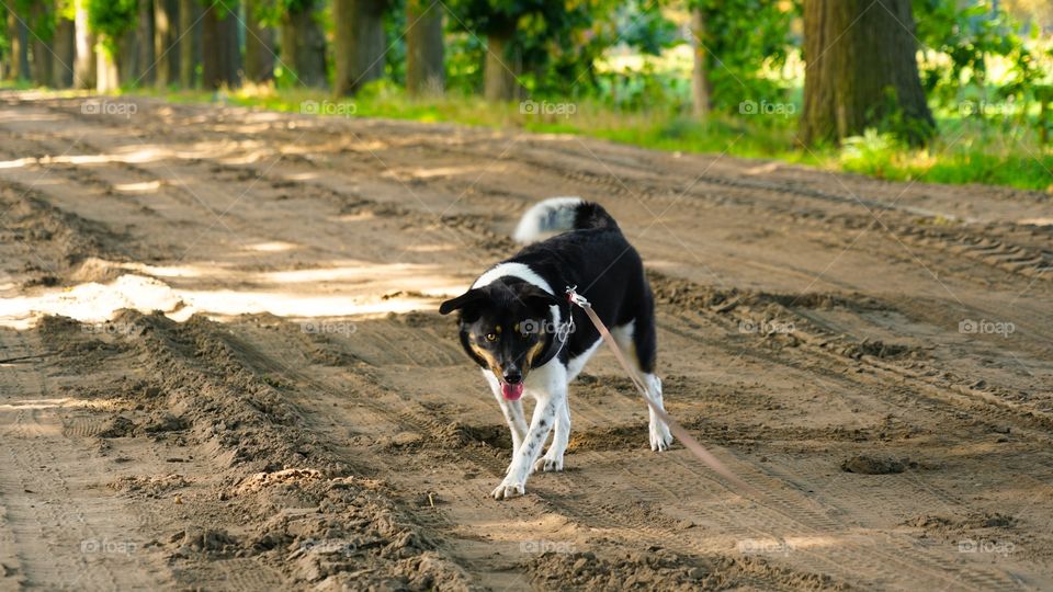 Dog on a sandy road.