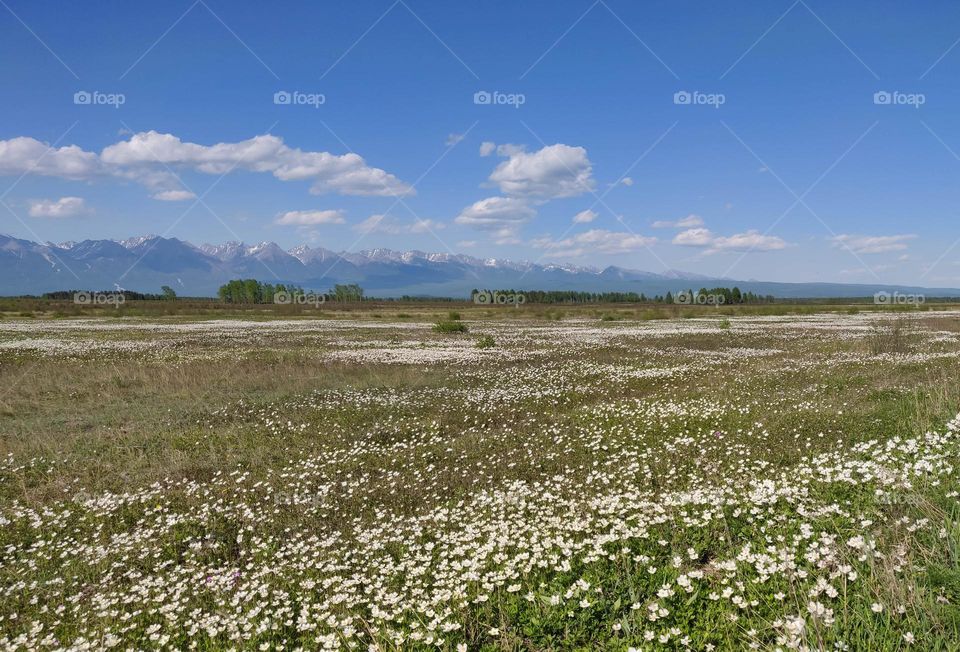 White wildflowers