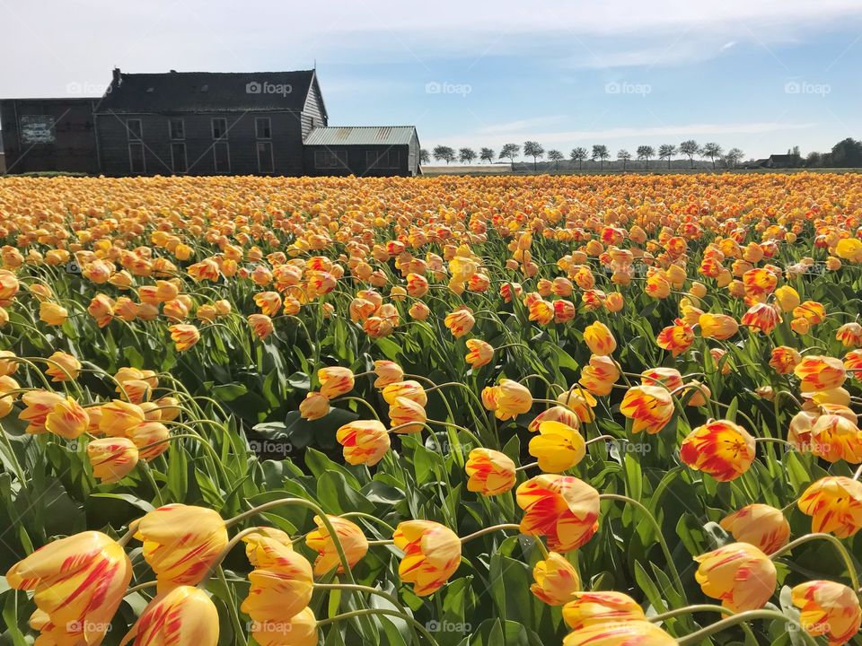Yellow tulips field with farmhouse during spring season in Holland 