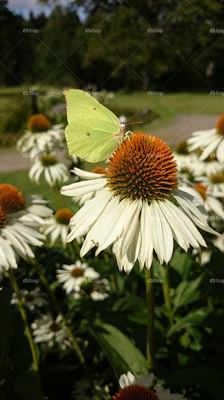 butterfly