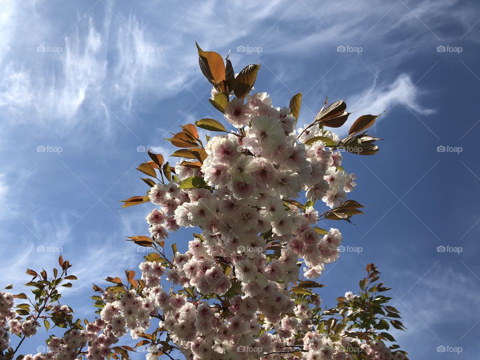 blossoming pink flower tree against blue sky