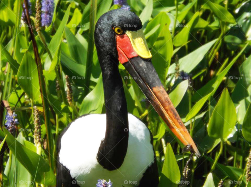 Saddlebill Storm With Worm. This gorgeous saddlebill storm was photographed at the Kansas City Zoo. it wasn't until I viewed the photo on my computer that I noticed the worm in its bill.