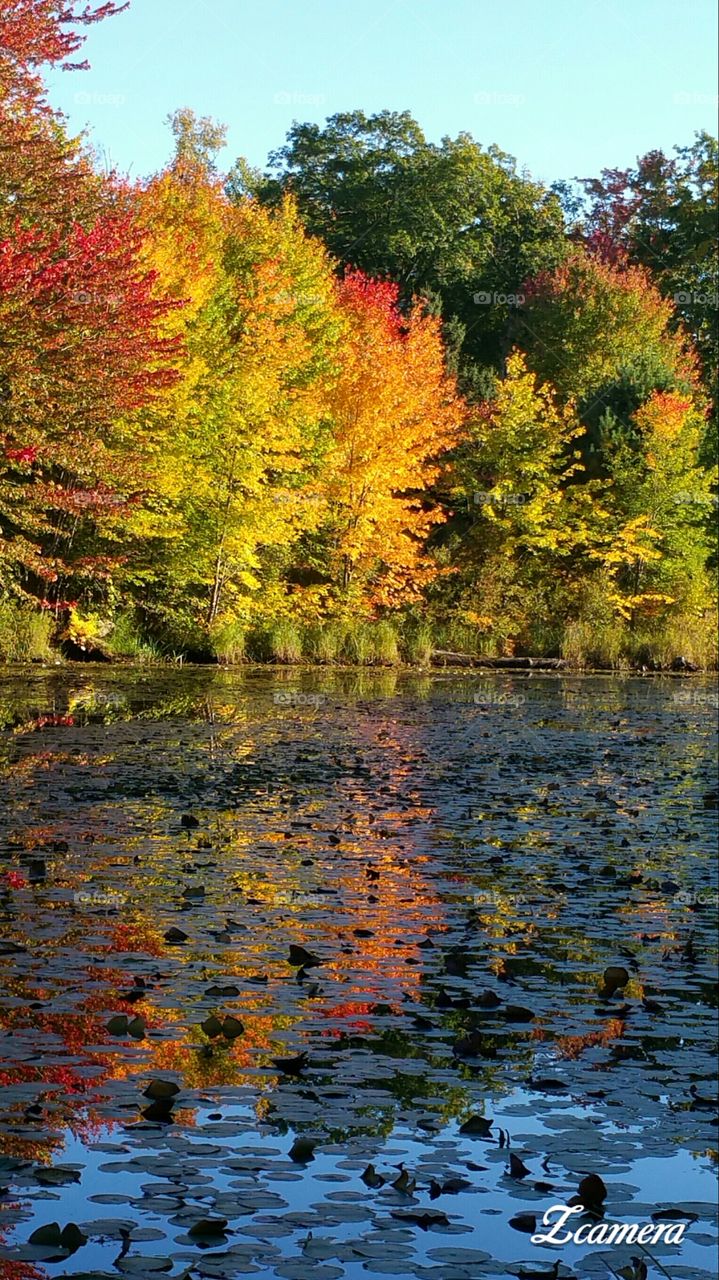 Autumn Leaves reflect in Pond
