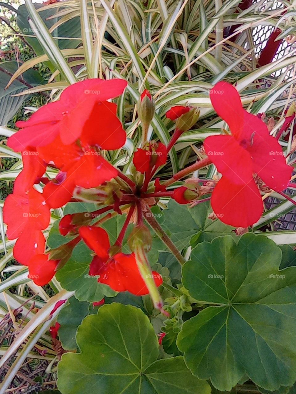 summer flowers are red / hay flores rojas