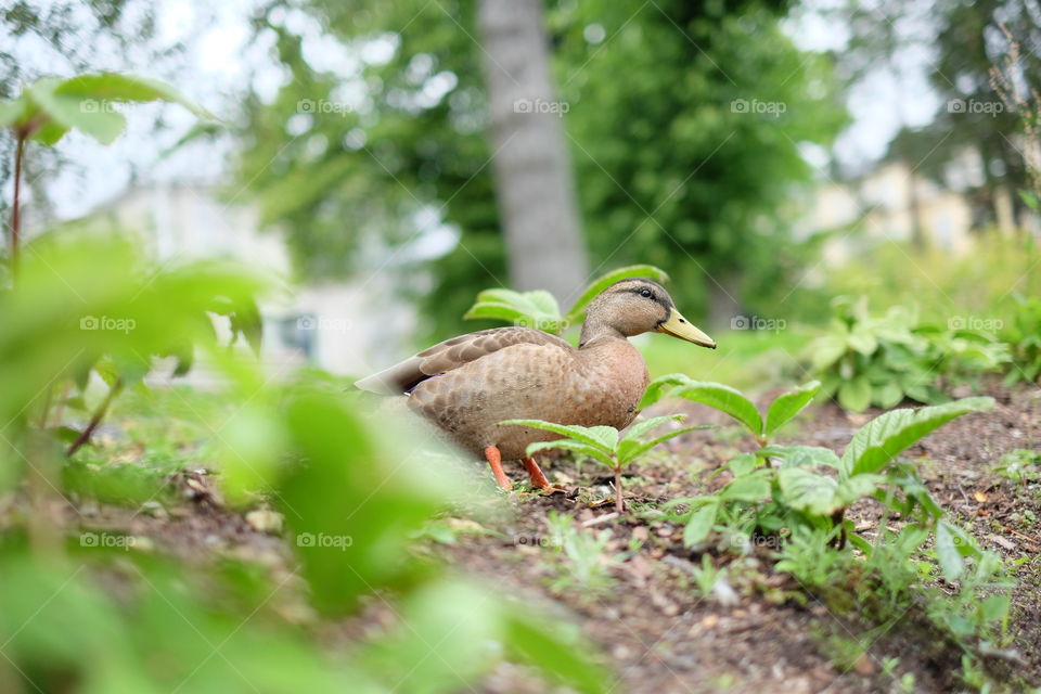 mallard