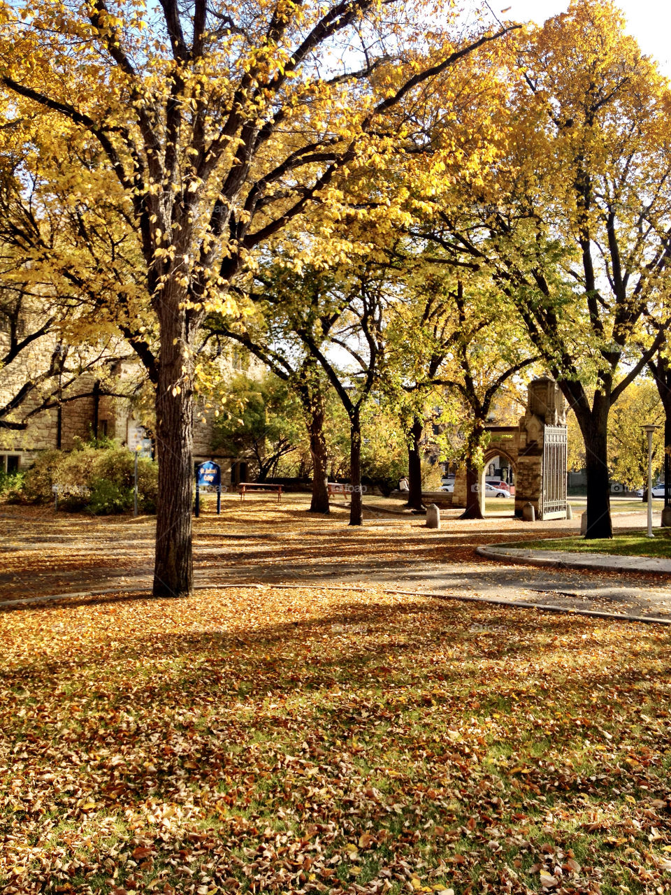 trees leaves fall autumn by stykellee
