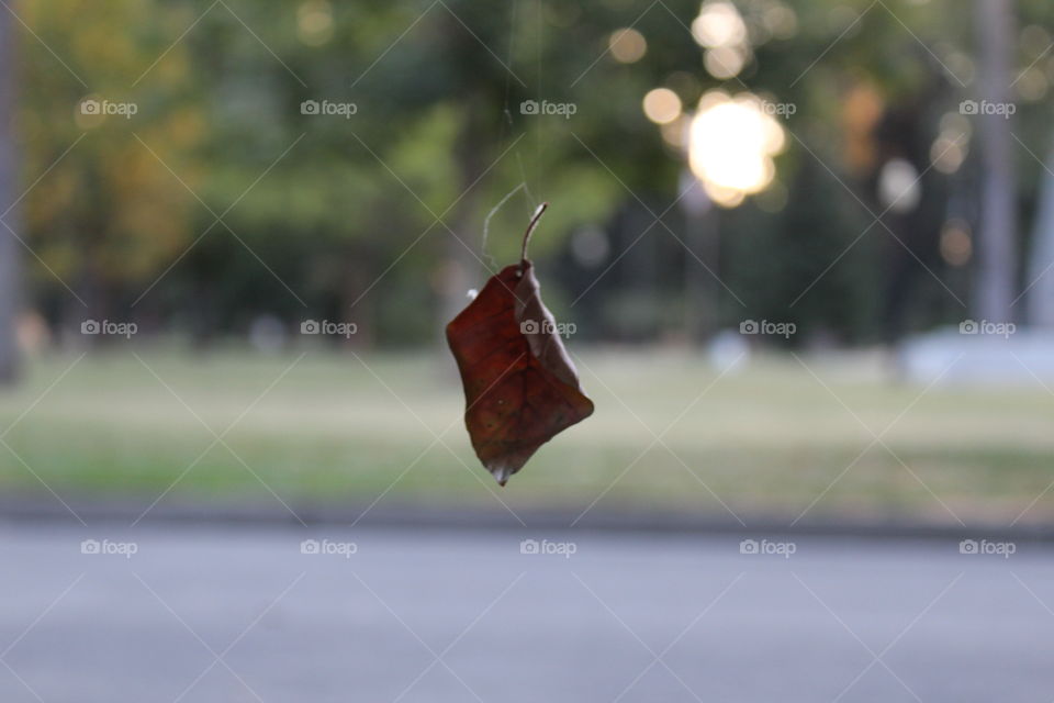 Leaf suspended in mid-air by a spider web