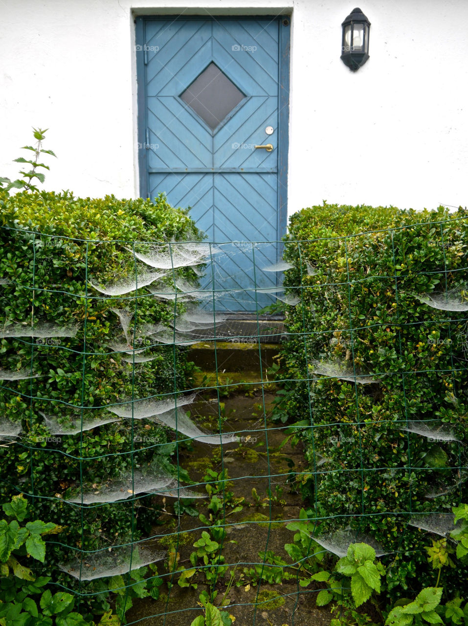 sweden october spider net by ylvafloreman