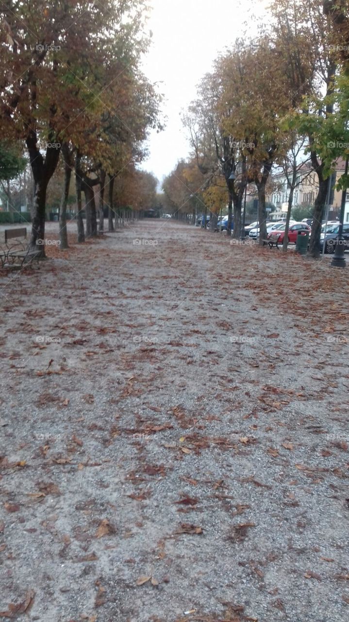 A pedestrian street surrounded by two rows of trees with a cloudy and gray sky. Red leaves colors the long and straight road.