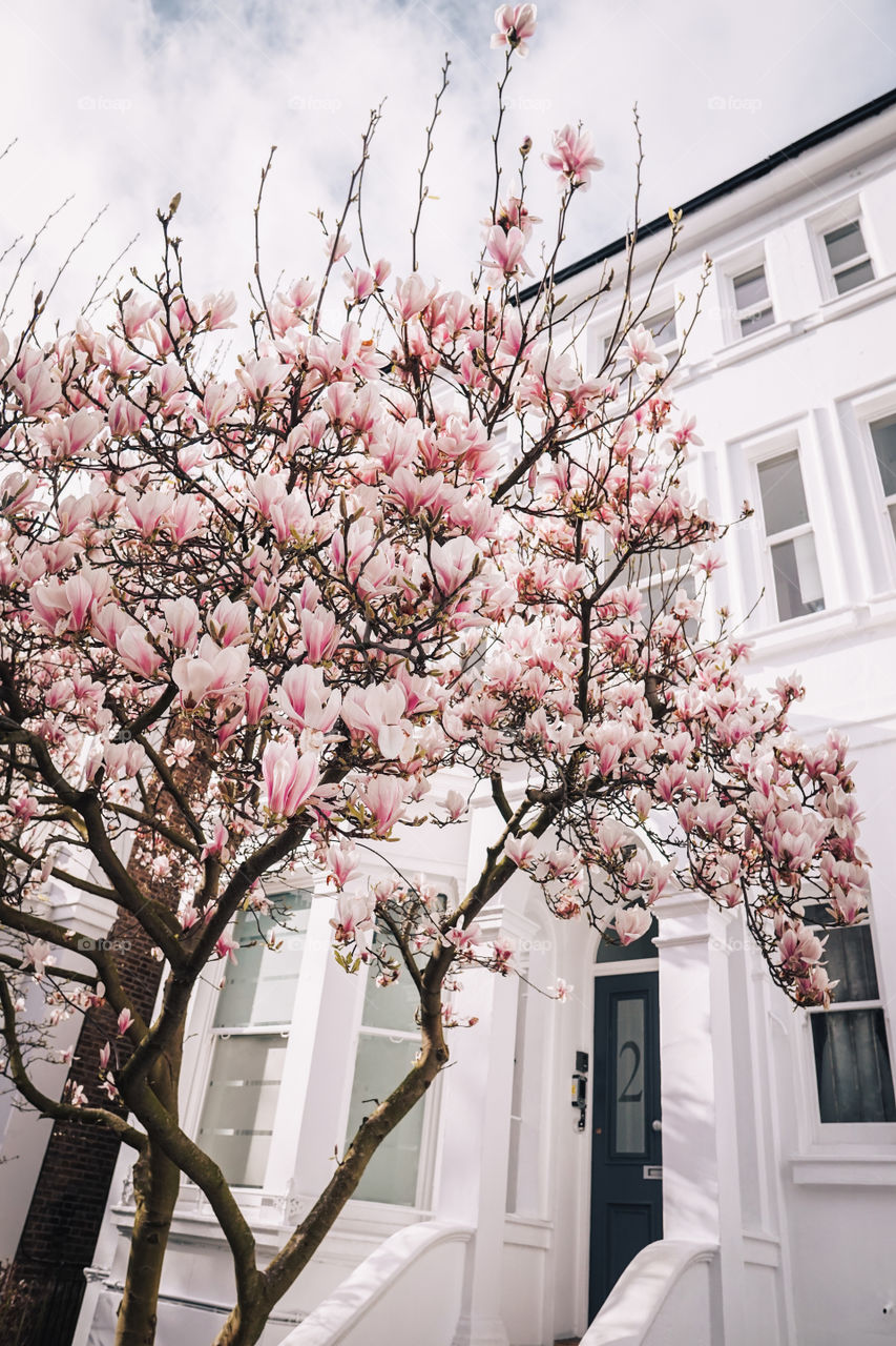 Spring has arrived in charming Notting Hill
