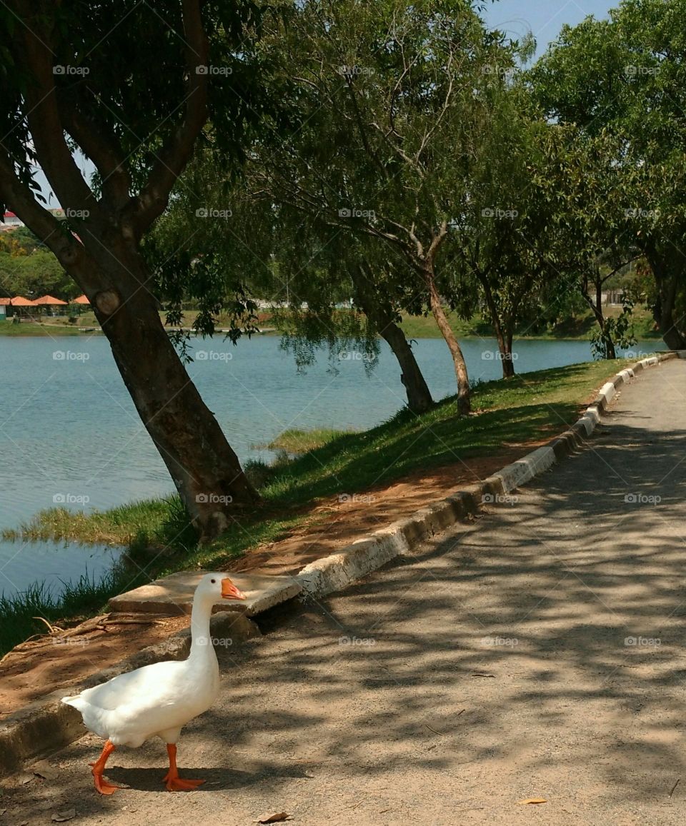Goose walking in the park